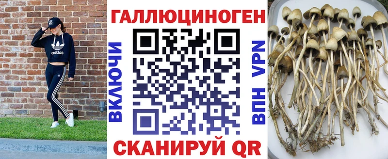 Псилоцибиновые грибы Psilocybe  наркошоп  Алексин 